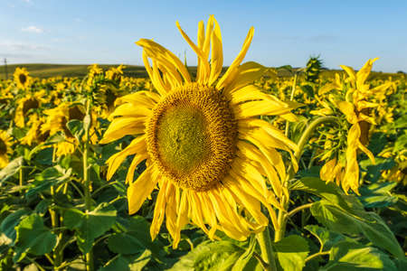 panorama in field of blooming bright yellow sunflowers in sunny dayの写真素材
