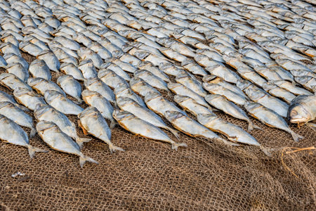 rows of drying mackerel or saba fish on the road by the ocean in an Indian village. poor areas of...