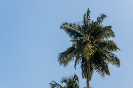 coconut trees palms against the blue sky of Indiaの写真素材