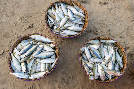 rows of drying mackerel or saba fish on road by ocean in Indian village. poor areas of goaの写真素材