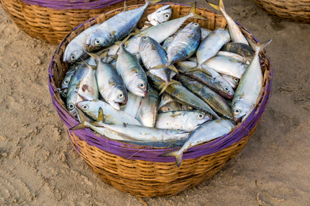 rows of drying mackerel or saba fish on road by ocean in Indian village. poor areas of goaの写真素材