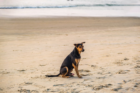 stray sad red dog lies on sand beach near the ocean or seaの写真素材