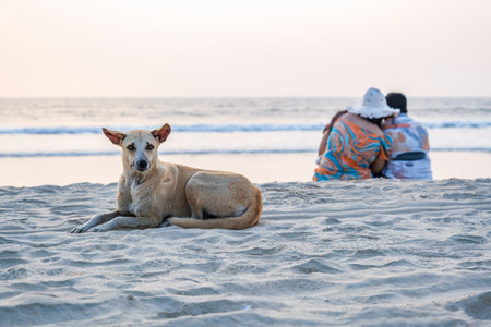 stray sad red dog lies on sand beach near the ocean or seaの写真素材