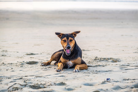 stray sad red dog lies on sand beach near the ocean or seaの写真素材