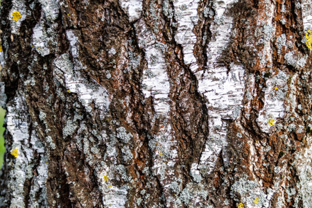texture of the bark of an old birch tree with moss