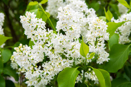 White lilac (Syringa) is blooming, Majvik, Kirkkonummi, Finlandの写真素材