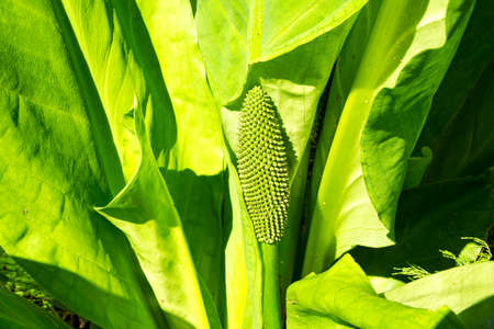 Yellow skunk cabbage (Lysichiton americanus), Arboretum Mustila, Finland