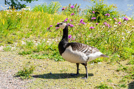 Barnacle goose on the shore of Suomenlinna, Helsinki, Finlandの写真素材