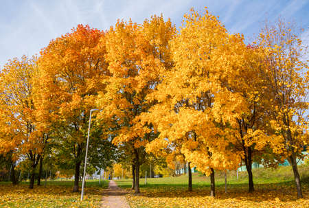 Colorful trees and walkway in autumn, Central Chertanovo, Moscow, Russia