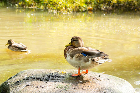 Young mallard resting on the stone, Stromberg park, Helsinki, Finland