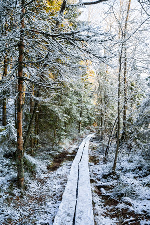 View of the hiking trail in the forest, Meiko recreation area, Kirkkonummi, Finlandの写真素材