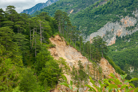 View of the black pine forest Crna Poda, Durmitor National Park, Montenegroの写真素材