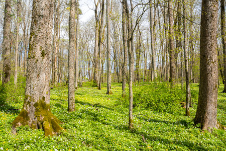 View of the forest and wood anemones blooming in spring, Ramsholmen island, Tammisaari, Finland