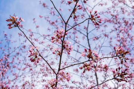 Cherry tree blossom, Kirsikkapuisto (Cherry Tree Park) in Roihuvuori, Helsinki, Finland