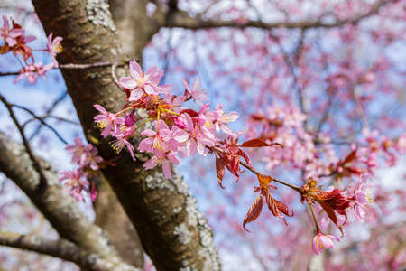 Cherry tree blossom, Kirsikkapuisto (Cherry Tree Park) in Roihuvuori, Helsinki, Finland