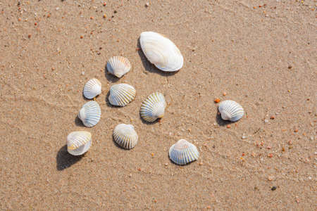 Sea shells on a sandy beachの写真素材