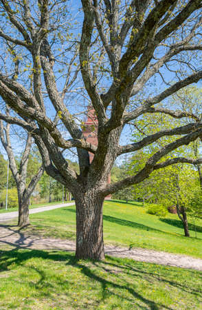 Oak tree in the park in front of the old water tower, Tammisaari, Finlandの写真素材