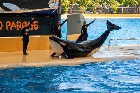 Puerto de la Cruz, Tenerife, Spain - September 16, 2013: Orca or Killer whale Show in Loro Parqueのeditorial素材