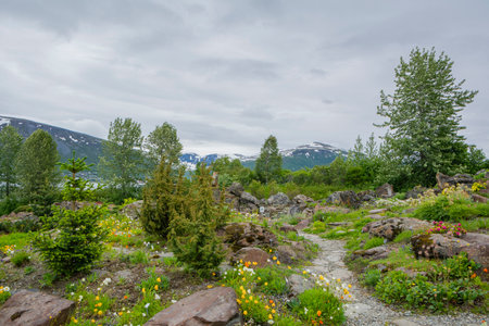 Tromso, Norway - June 30, 2020: View of The ArcticâAlpine Botanic Garden in summerのeditorial素材