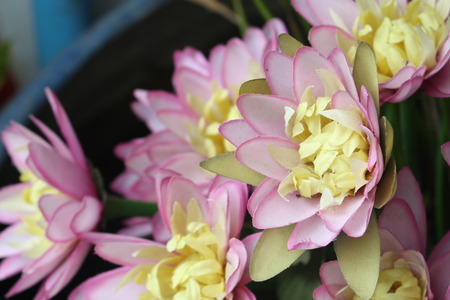 Pink flower with shallow dofの写真素材