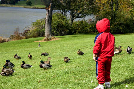 Young boy watching ducks in grass at lakeの写真素材