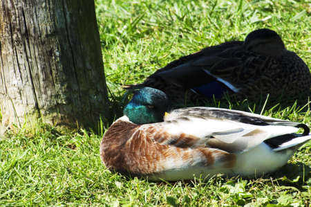 Resting male mallard or wood duck next to wood pole in green grassの写真素材