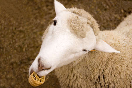 White sheep outside eating ice cream coneの写真素材