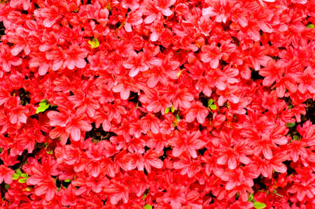 Beautiful red azaleas in bloom that can be used as backgroundの写真素材
