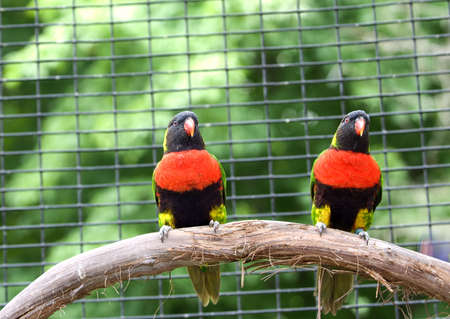 Two lorikeets sitting side by side on wooden branchの写真素材