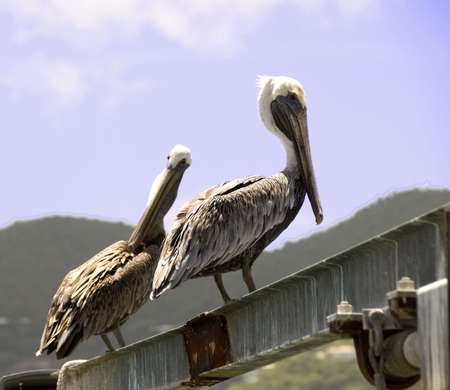 Two pelicans sitting on steel beam against skyの写真素材