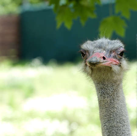 Ostrich head looking at camera while outdoors