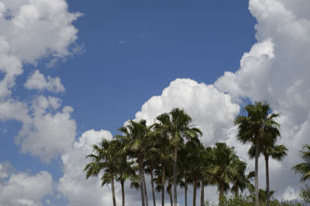 Palm trees against blue sky with white cloudsの写真素材