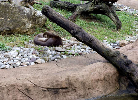 Two river otters laying together under fallen logの写真素材