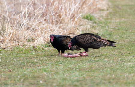 Turkey vultures in a meadow eating a piece of meat