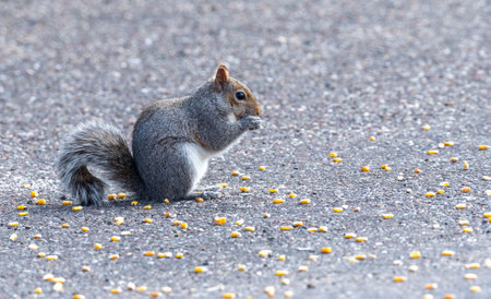 Squirrel eating corn on the ground in the park in autumn.