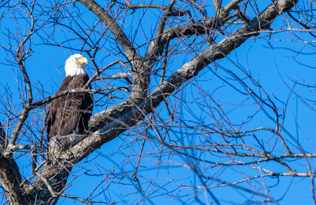 Bald Eagle (Haliaeetus leucocephalus) perched on a tree