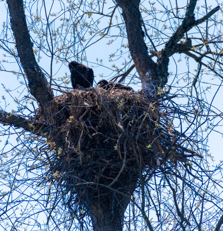 Bald eagle (Haliaeetus leucocephalus) in a nest on a treeの写真素材