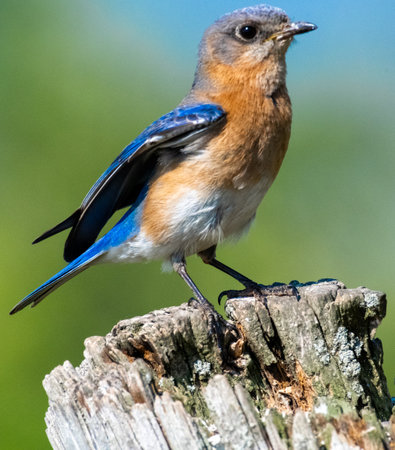 Eastern Bluebird (Sialia sialis) on a stumpの写真素材