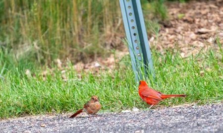 Male and female Northern Cardinal (Cardinalis cardinalis) on the groundの写真素材