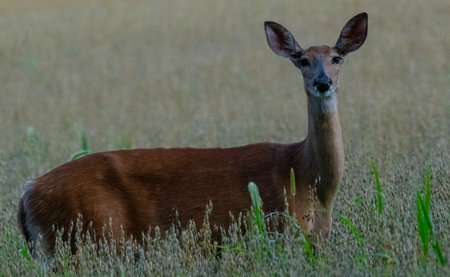 whitetail doe in a field with grass in the backgroundの写真素材