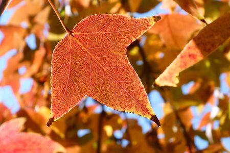 Golden leaves under the sun