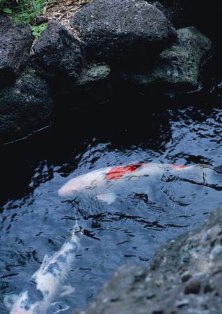 Japanese Gardenの写真素材