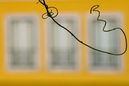 a plant make a risk over a tree windowsの写真素材