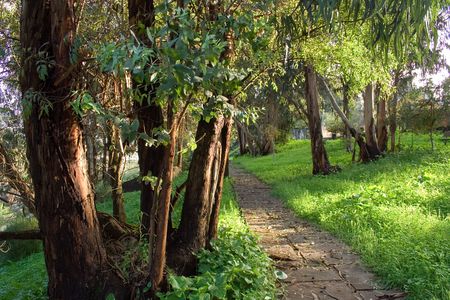 a path to walk over the trees in the parkの写真素材