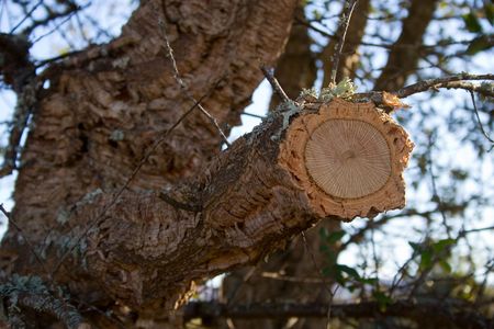 The detail of a cork oak cut in portugalの写真素材