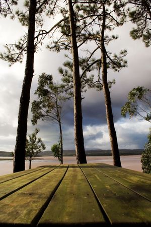 The tree plant on the table in perspectiveの写真素材