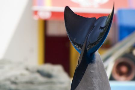 A dolfin tail saying goodbye to the audienceの写真素材