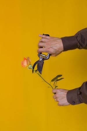 a angry man cutting a beautiful roseの写真素材