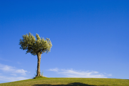 lonely trees in a golf course field with a blue bright sunny day