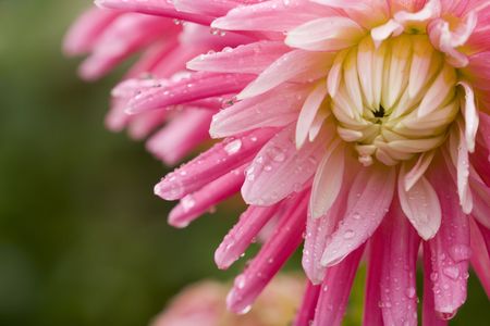 one flower of my garden with drops from the rain (soft focus)の写真素材